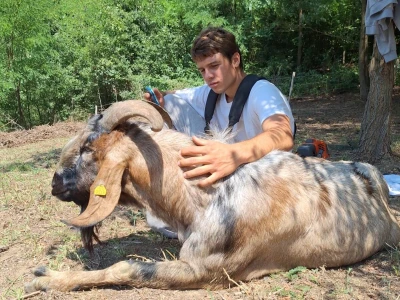 Farme buša, nubijske koze