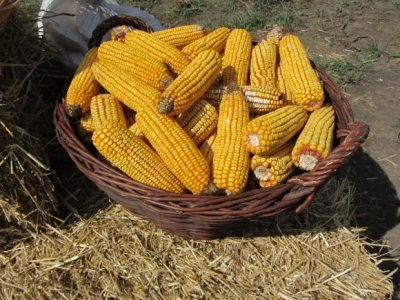 Dekalb hibridi