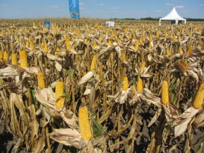 Dekalb hibridi