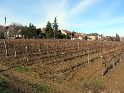 Departmanski vinograd
