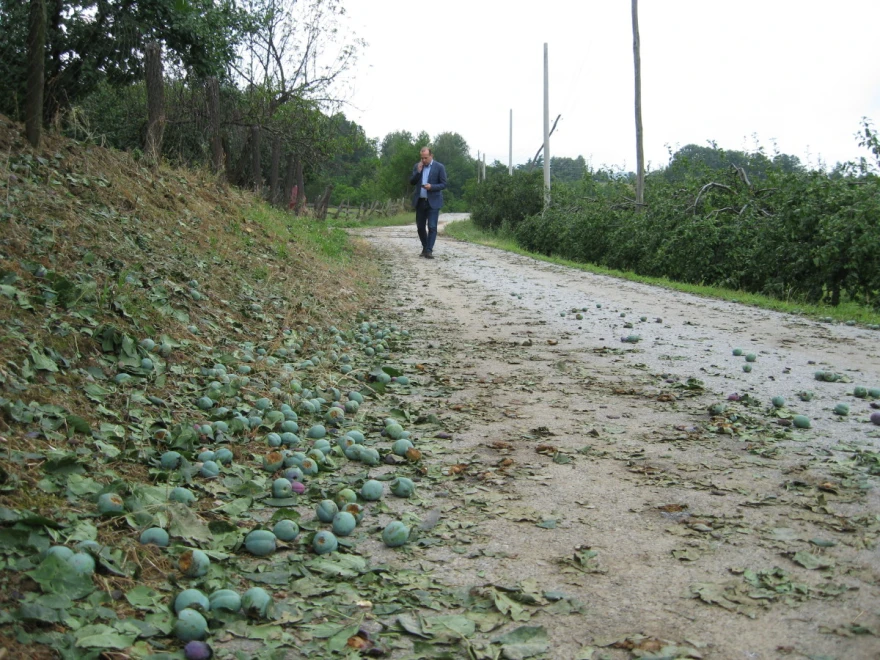 Grad voće