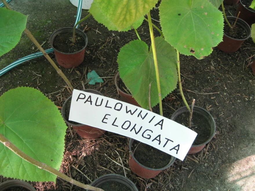 Paulovnija
