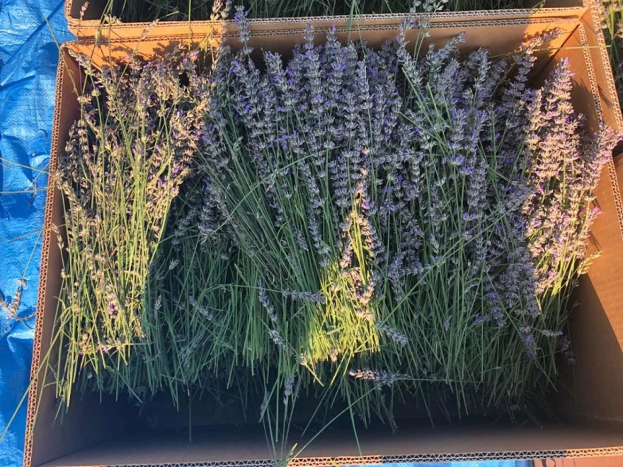 Lavanda