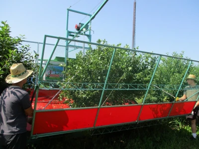 višnje