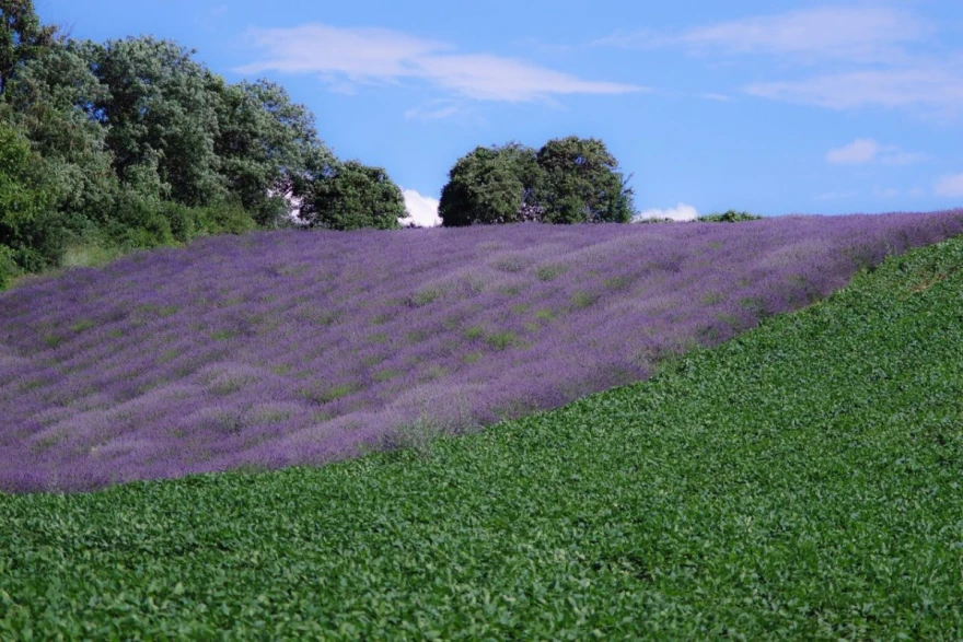 Lavanda