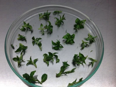 In vitro sadnice - LabPlant