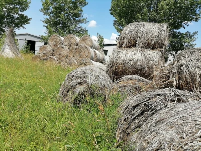 Industrijska konoplja i proizvodi od nje
