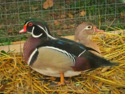 Ukrasna živina