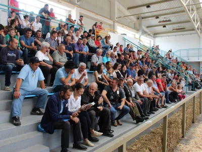Izložba stoke na sajmu u Gudovcu