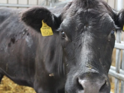 Izložba životinja na sajmu u Gornjoj Radgoni