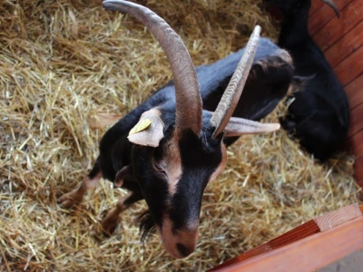 Izložba životinja na sajmu u Gornjoj Radgoni