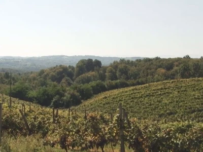 Izuzetan kvalitet grožđa ove godine