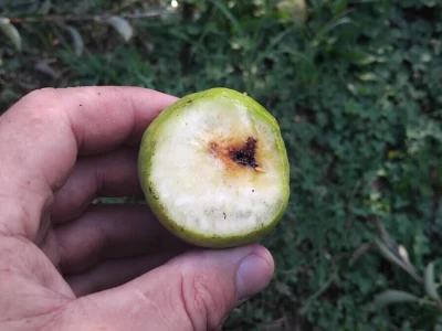 Jabučni savijač napada kruške