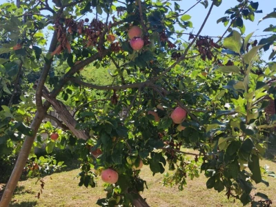 Jabuka đulabija