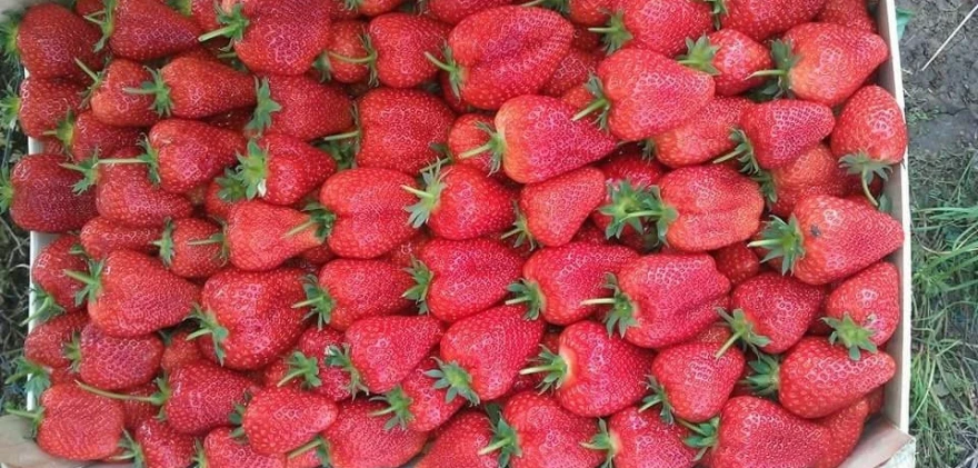 Jagode