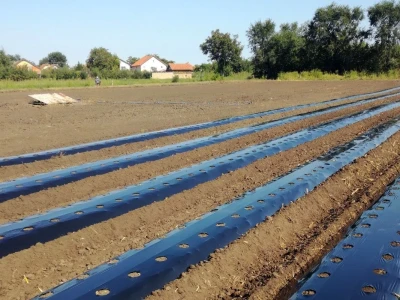 Jagode iz Ečke