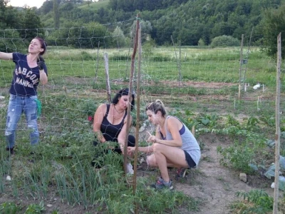 Kako su građani od zapuštenog gradskog zemljišta napravili baštu prepunu povrća uzgojenog na bio način