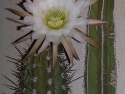 Kaktusi
