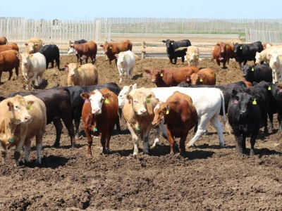 Kanada, velika zemlja rastućeg agrara