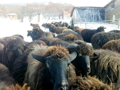 Karakačanska ovca