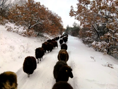 Karakačanska ovca