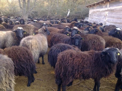 Karakačanska ovca