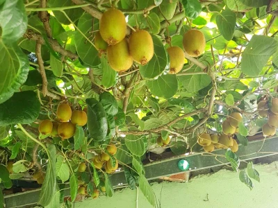 Kivi i banane