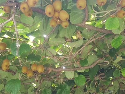 Kivi i banane