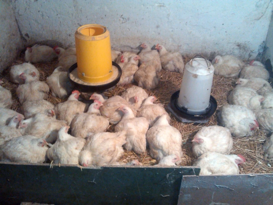 Tov piladi