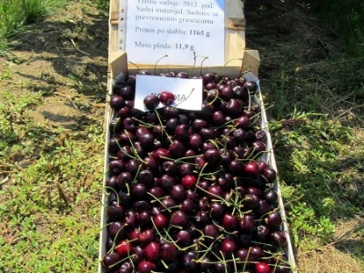 Trešnja kordija