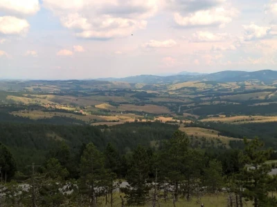 Krađe šuma – organizovano i nekažnjeno