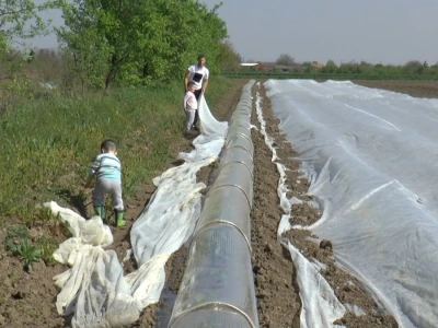 krastavci i luk