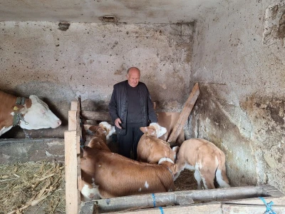 Krava Beba otelila četiri teleta