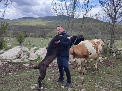 Krave na snegu