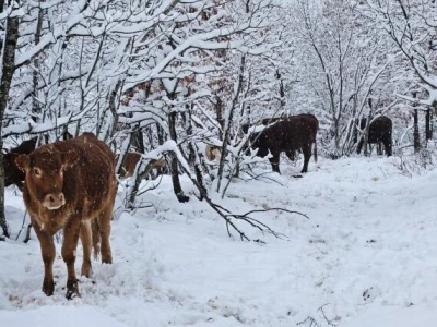 Krave na snegu