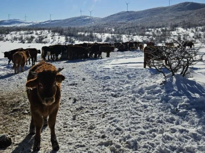 Krave na snegu