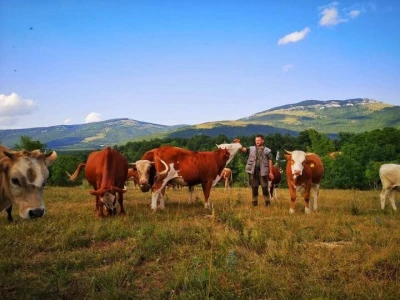 Krave na snegu