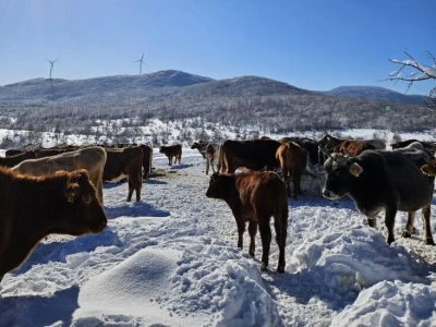 Krave na snegu