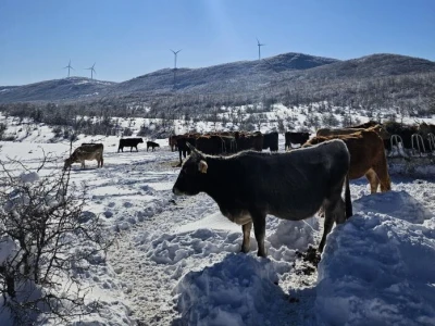 Krave na snegu