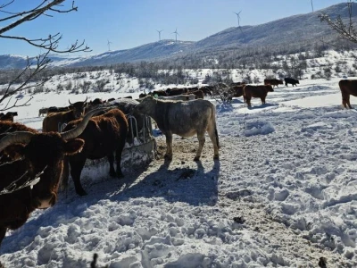 Krave na snegu