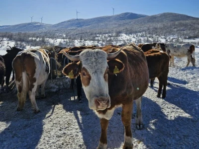 Krave na snegu