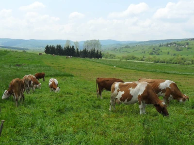 Krave na Pešteru