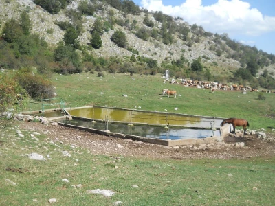 Krda konja i krava na Rakošu
