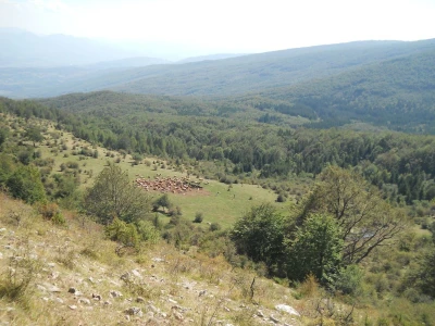 Krda konja i krava na Rakošu