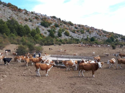 Krda krava i konja bez vode na Suvoj planini