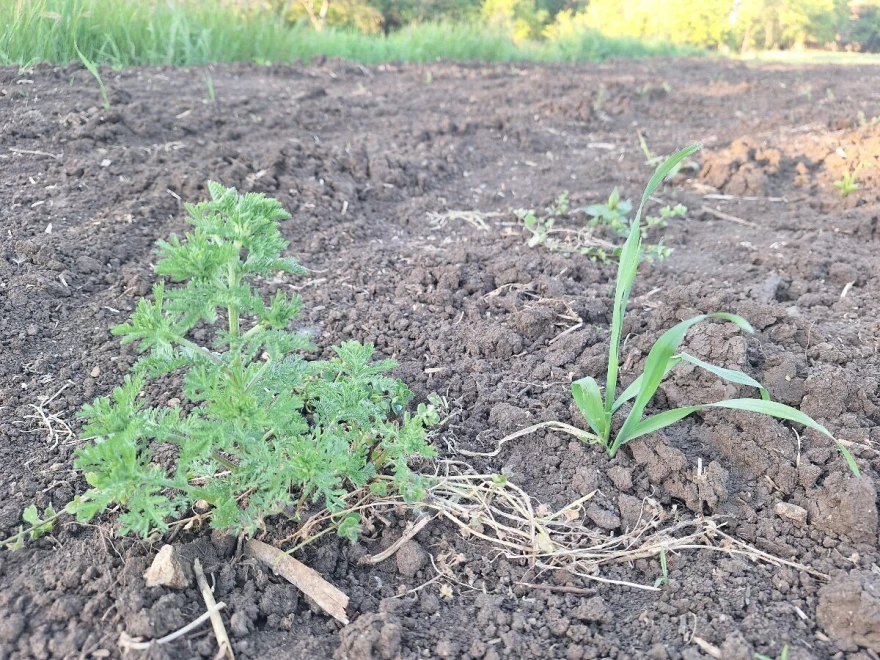 korov pored kukuruza