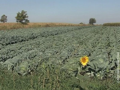 Kupus
