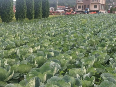 Paprika somborka i babura