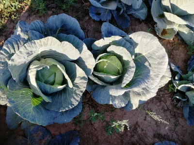 kupus Grabovci