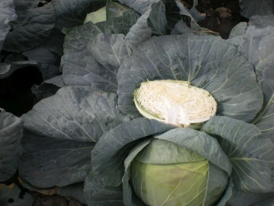 Kupus polutka